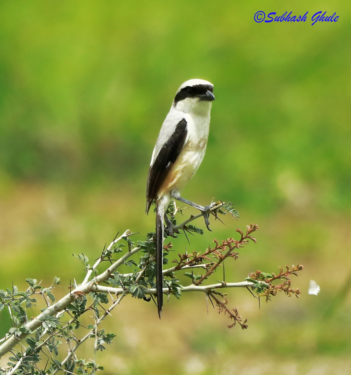 Long-tailed Shrike - ML622499365