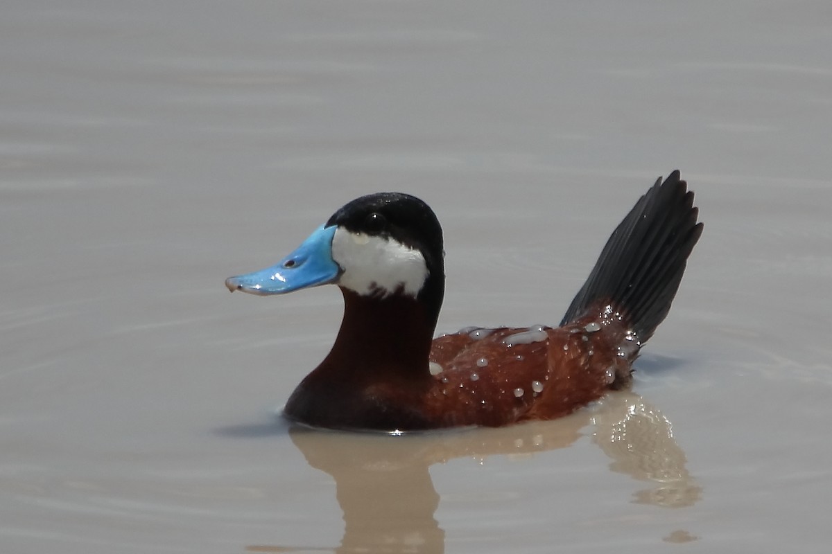 Ruddy Duck - ML622499371