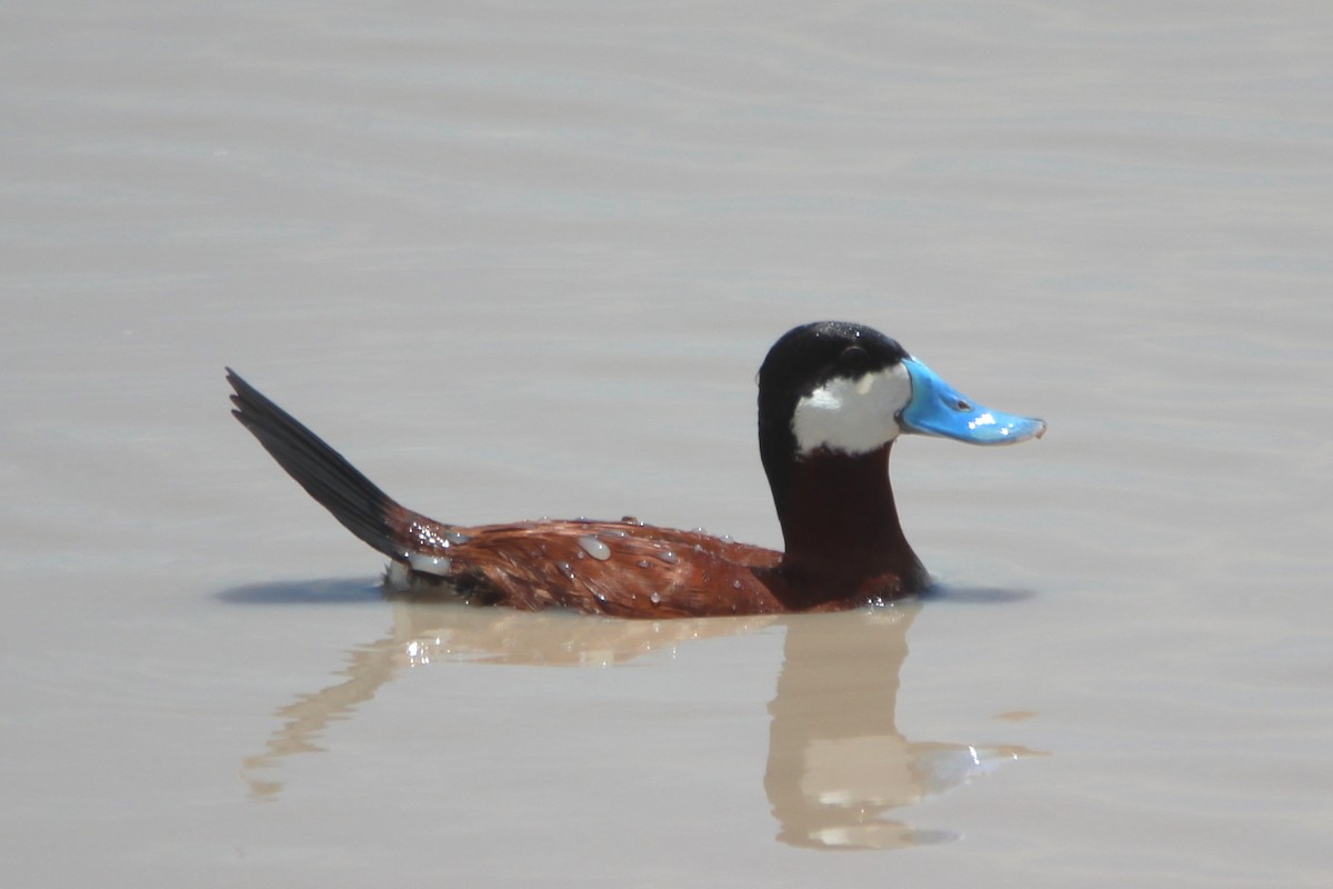 Ruddy Duck - ML622499374