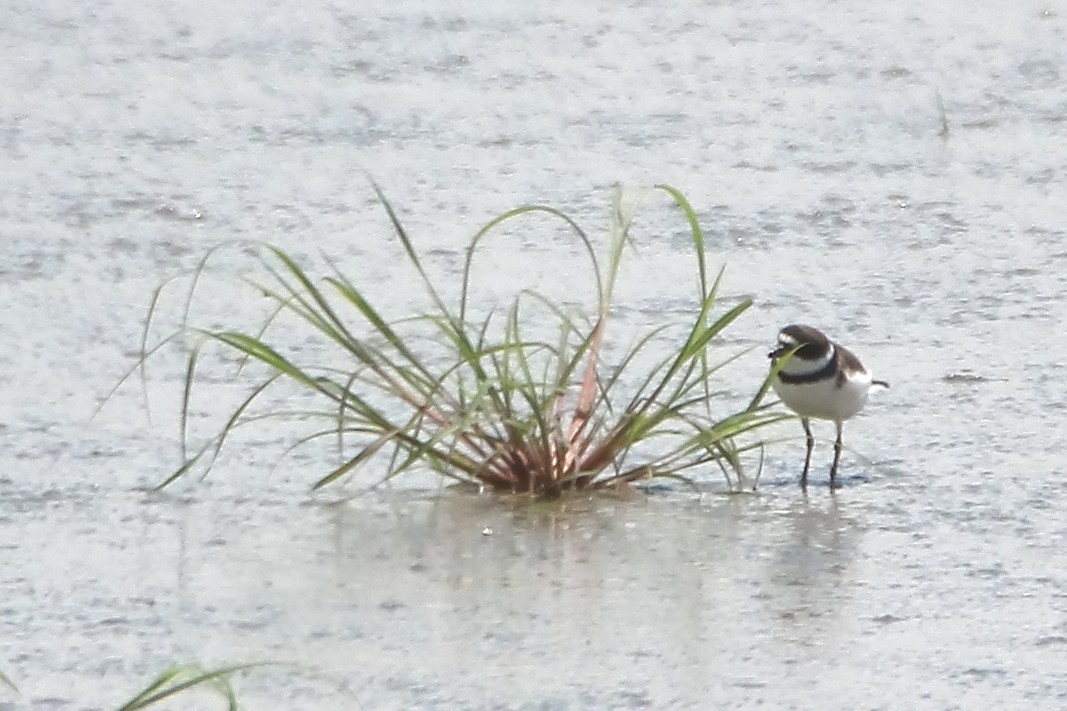 Semipalmated Plover - ML622499391