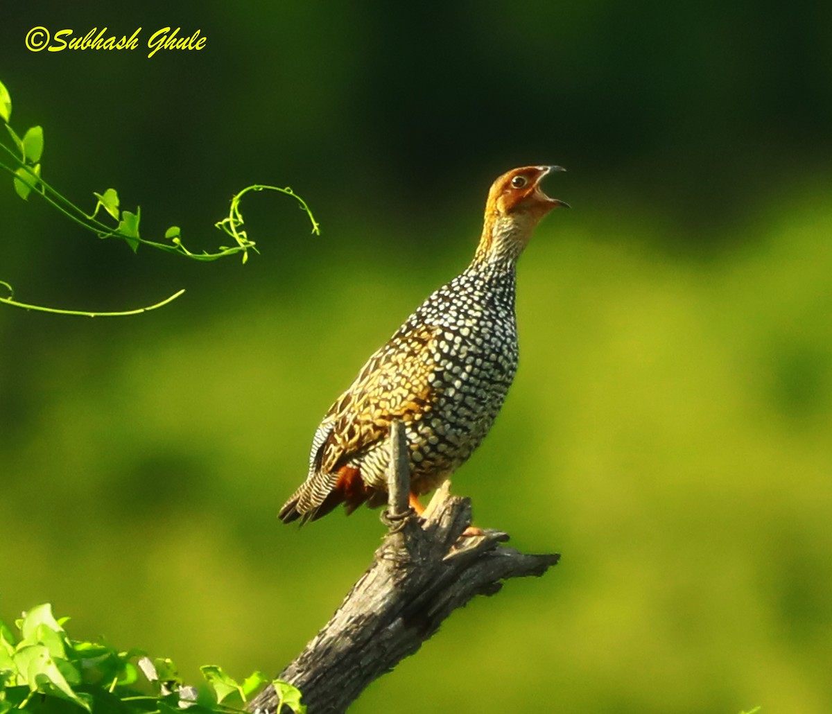 Painted Francolin - ML622499408