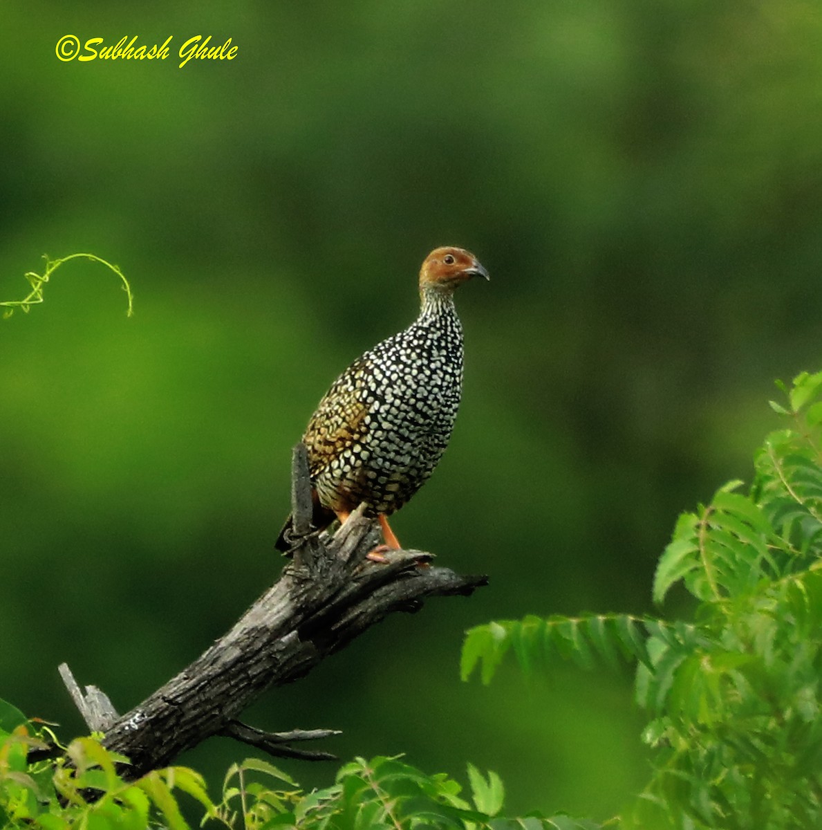 Painted Francolin - ML622499409