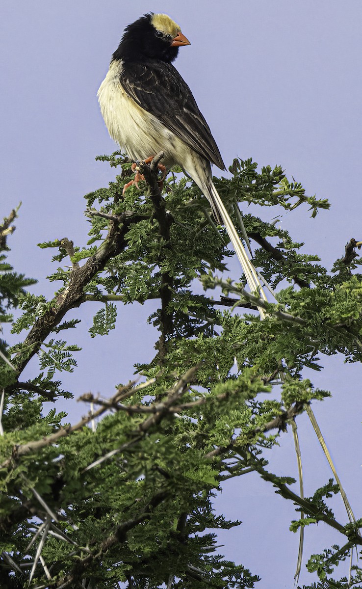 Straw-tailed Whydah - Julie Morgan