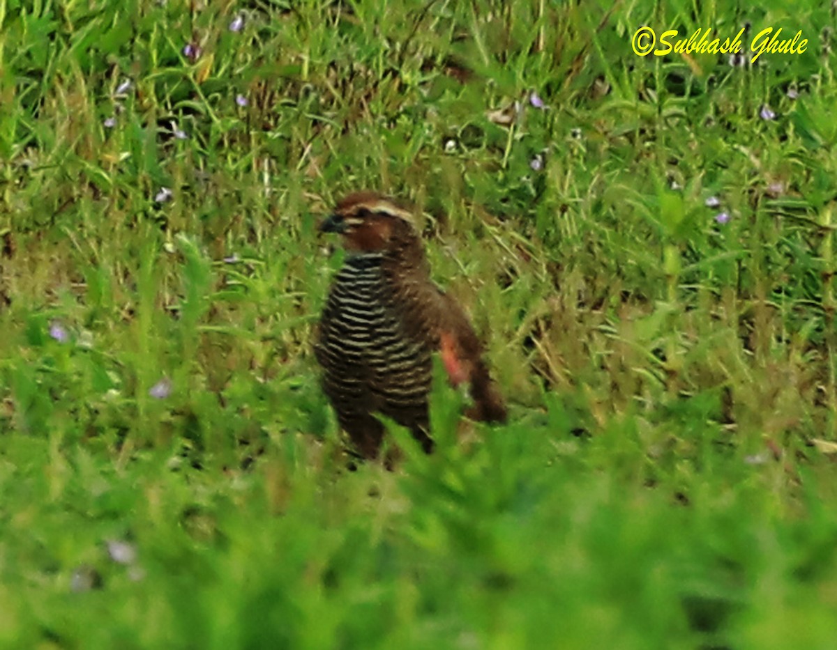 Rock Bush-Quail - ML622499499