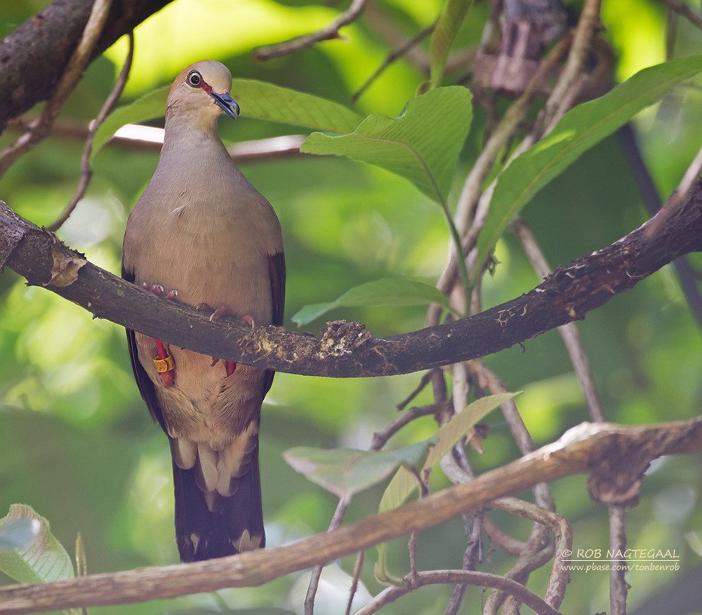 Gray-chested Dove - ML622499545