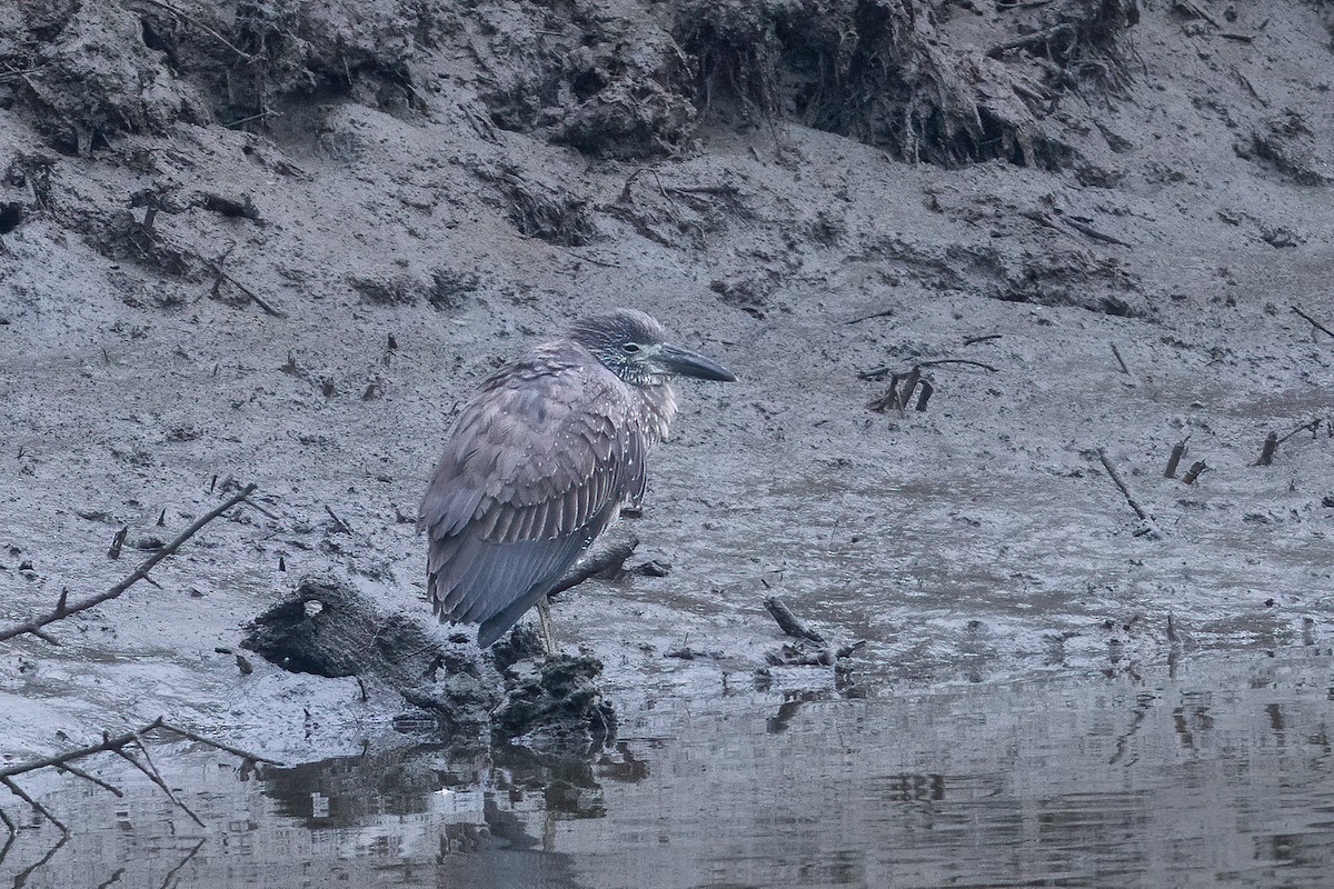 Yellow-crowned Night Heron (Yellow-crowned) - Niall D Perrins