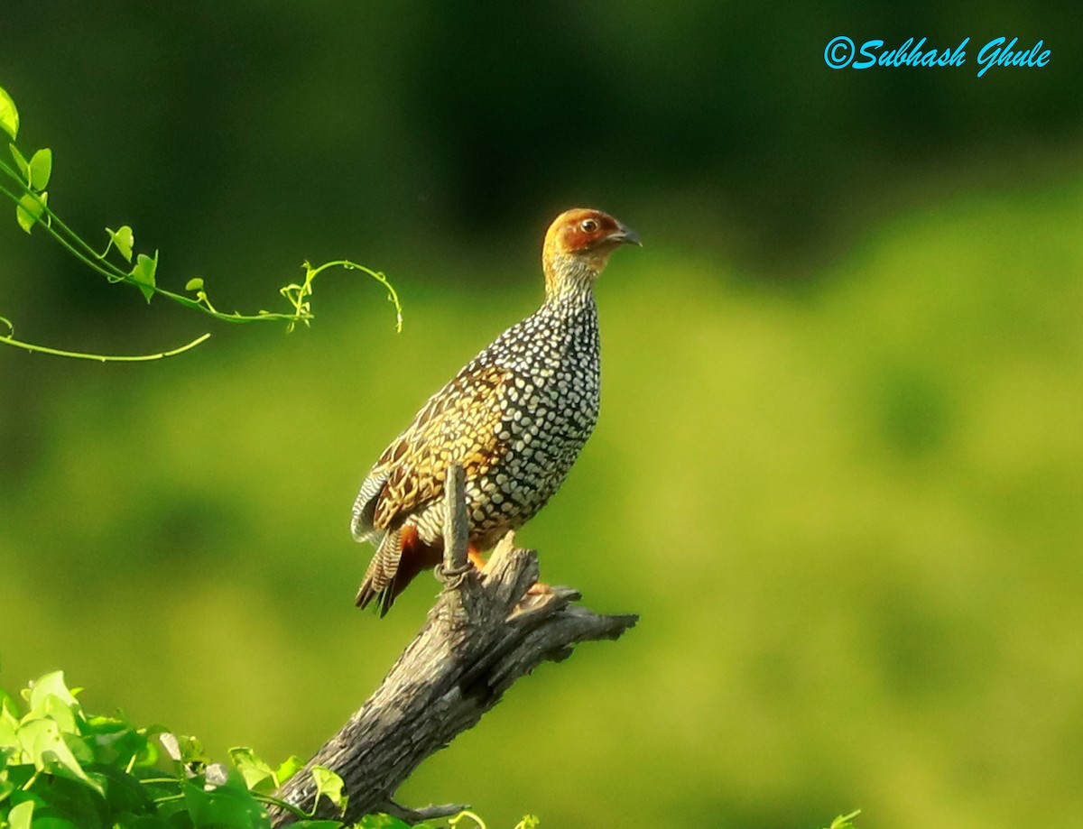 Painted Francolin - ML622499550