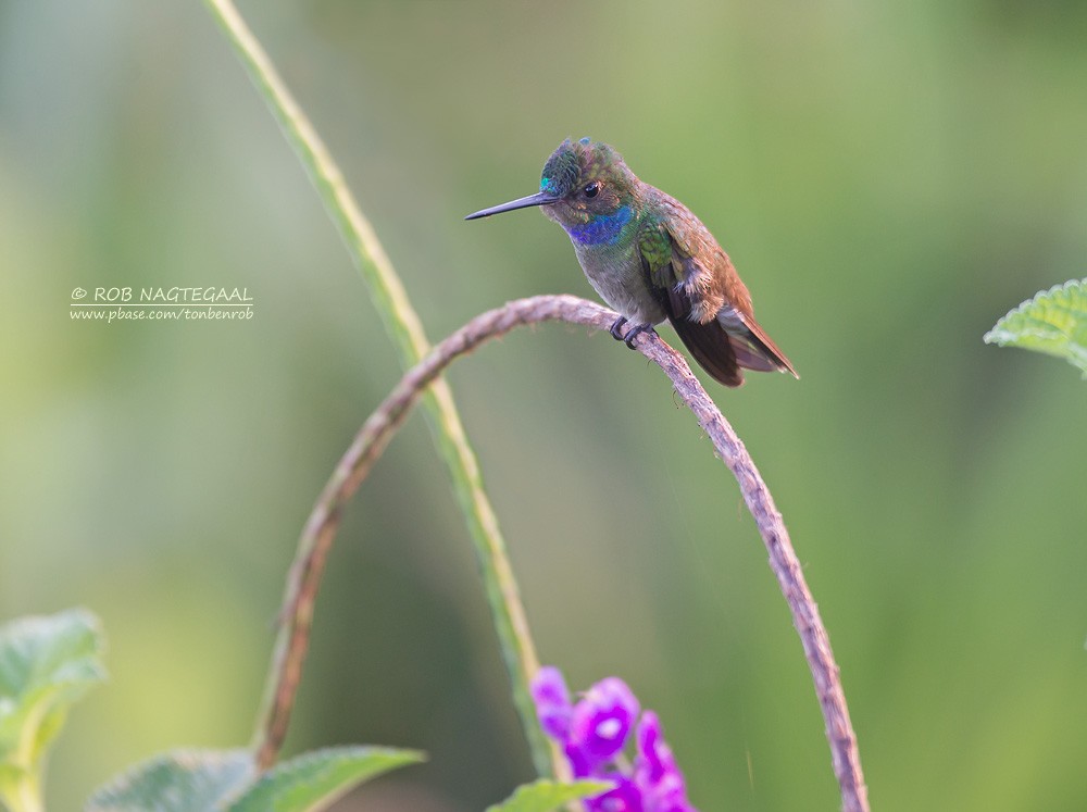 Charming Hummingbird - Rob Nagtegaal