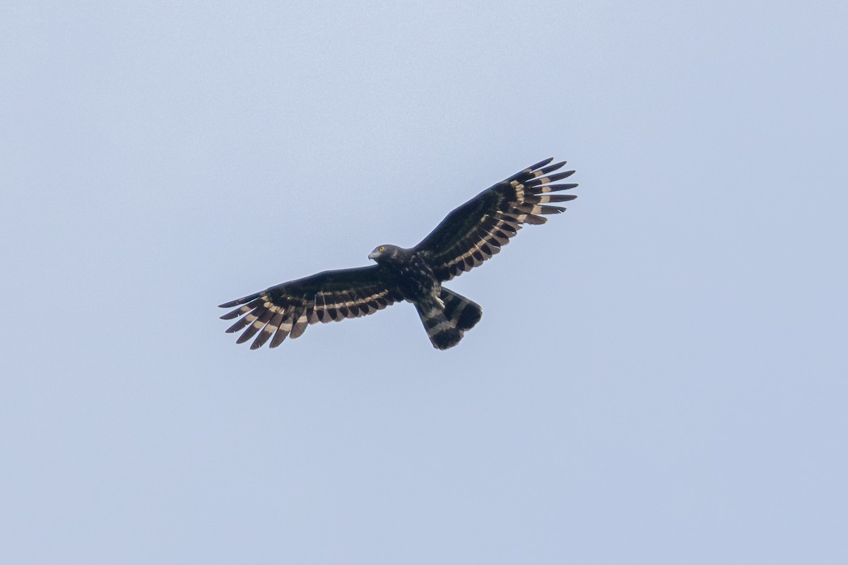 Black Honey-buzzard - ML622499569