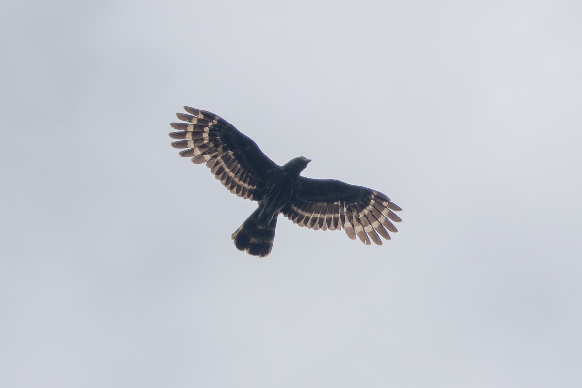 Black Honey-buzzard - ML622499572