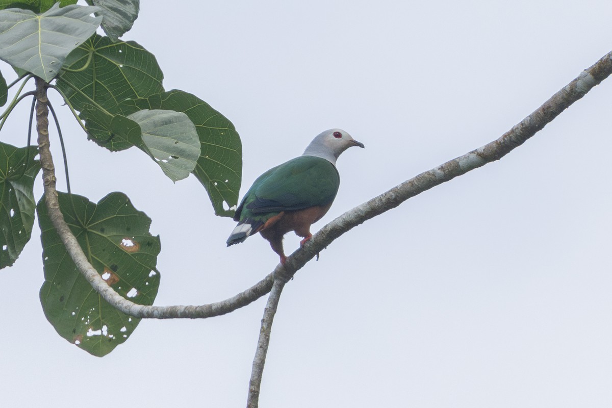 Finsch's Imperial-Pigeon - ML622499589