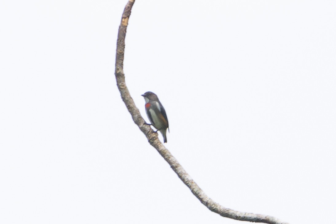 Red-banded Flowerpecker - ML622499596