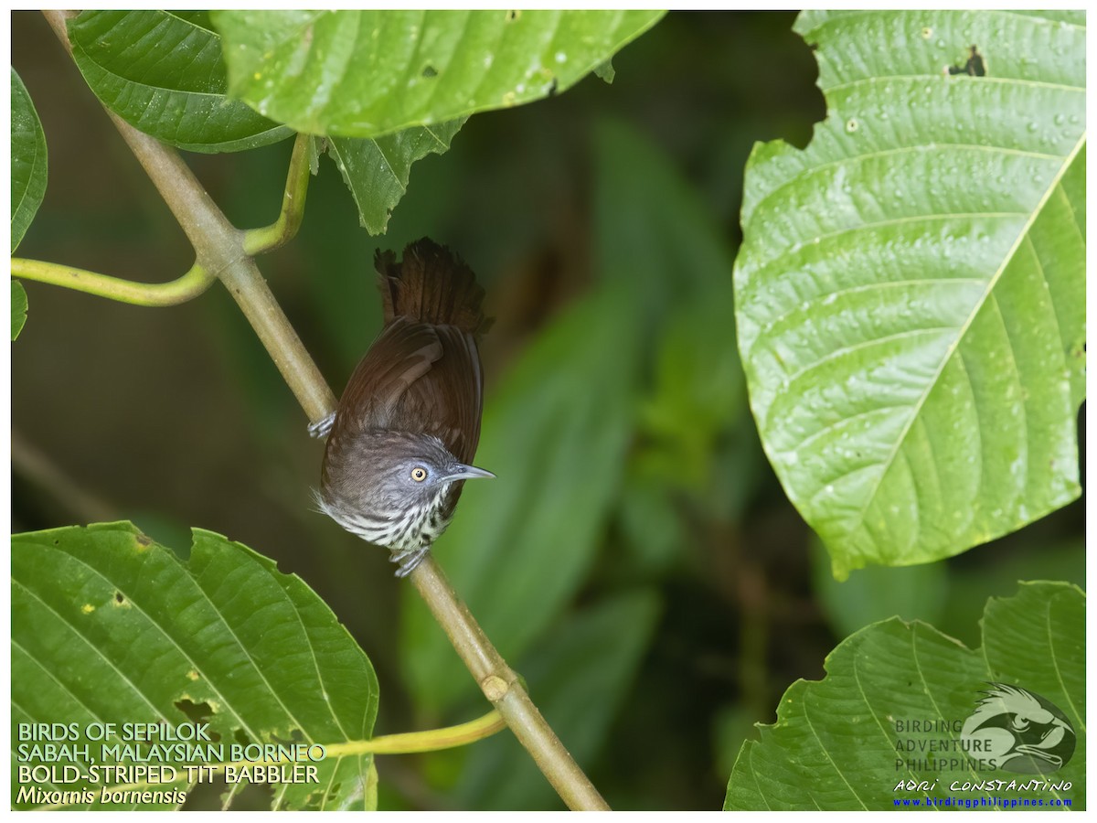 Bold-striped Tit-Babbler - ML622499640