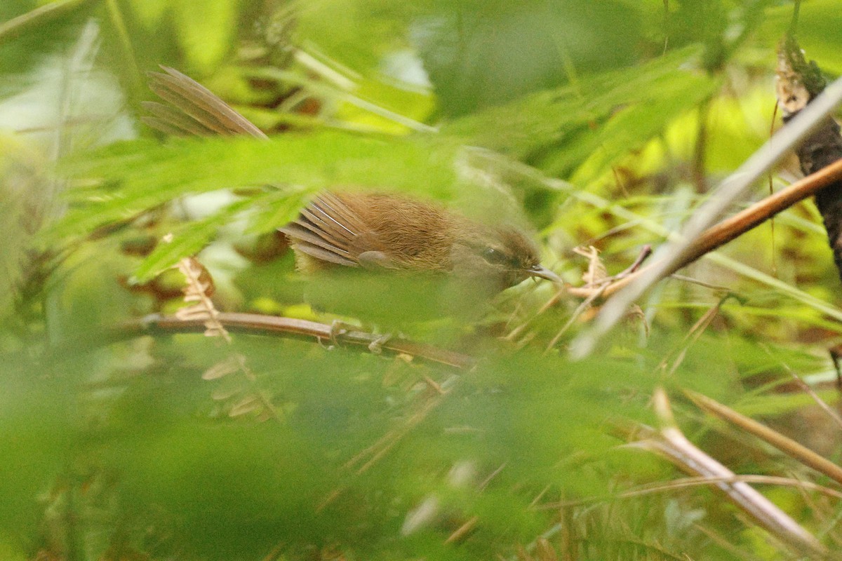 Philippine Bush Warbler - Mads Bajarias