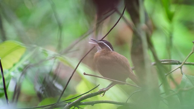 Bornean Black-capped Babbler - ML622499691