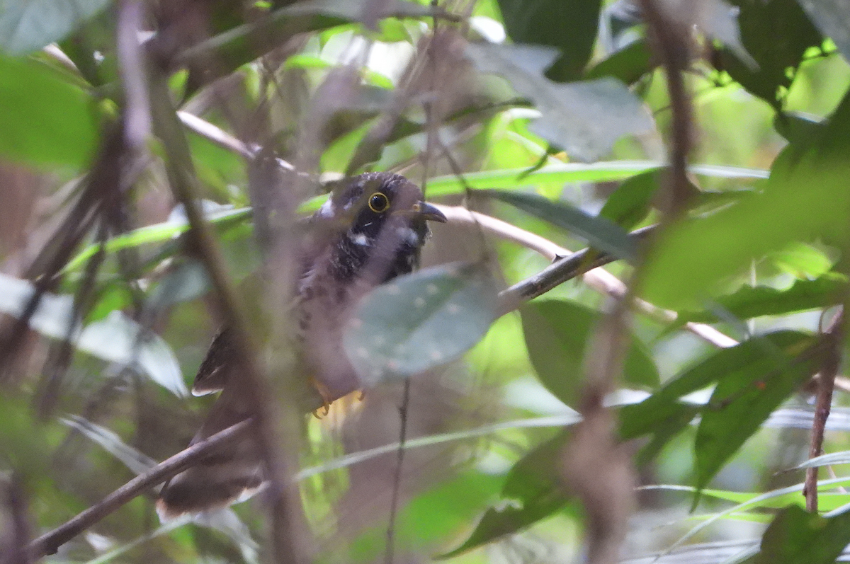 Malaysian Hawk-Cuckoo - ML622499694