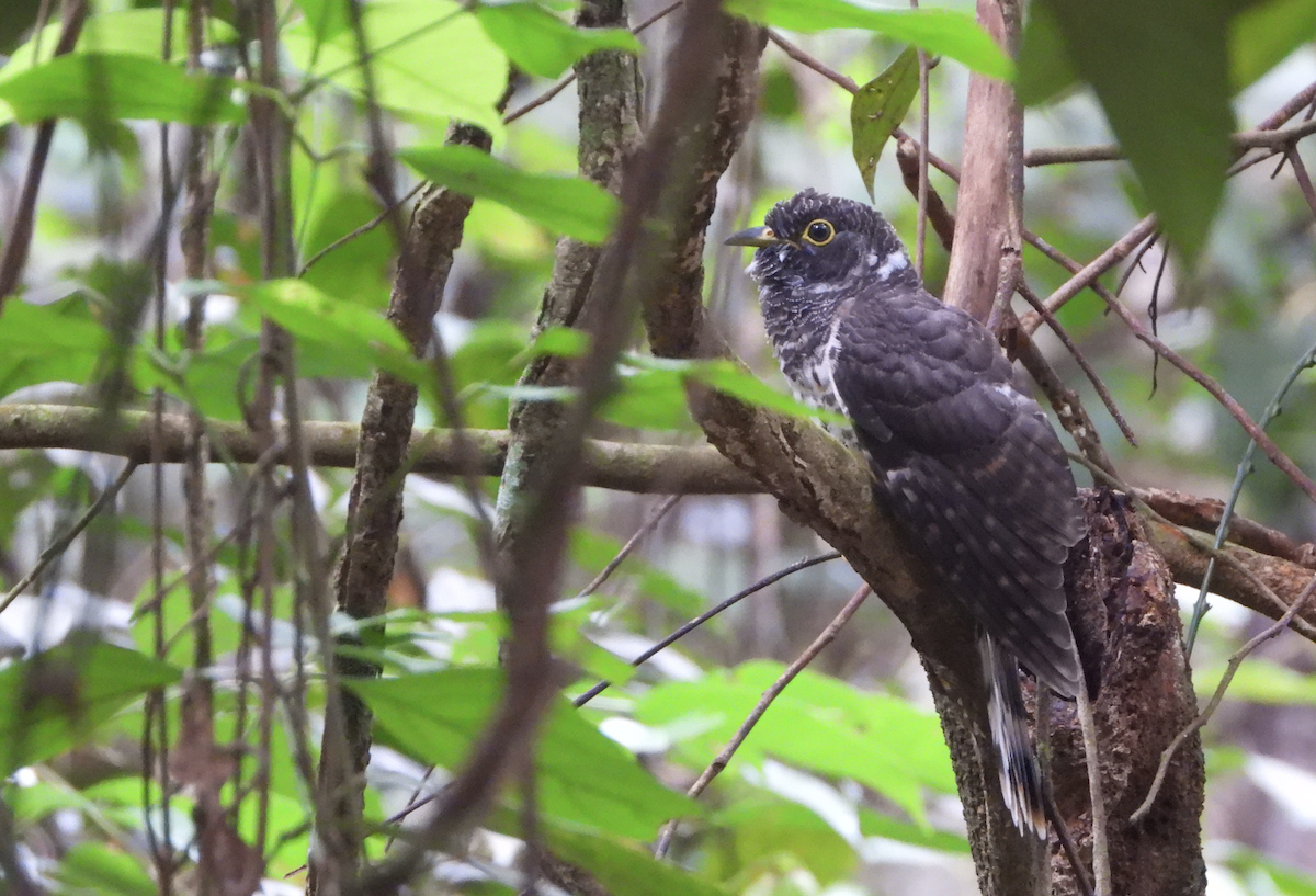 Malaysian Hawk-Cuckoo - ML622499698