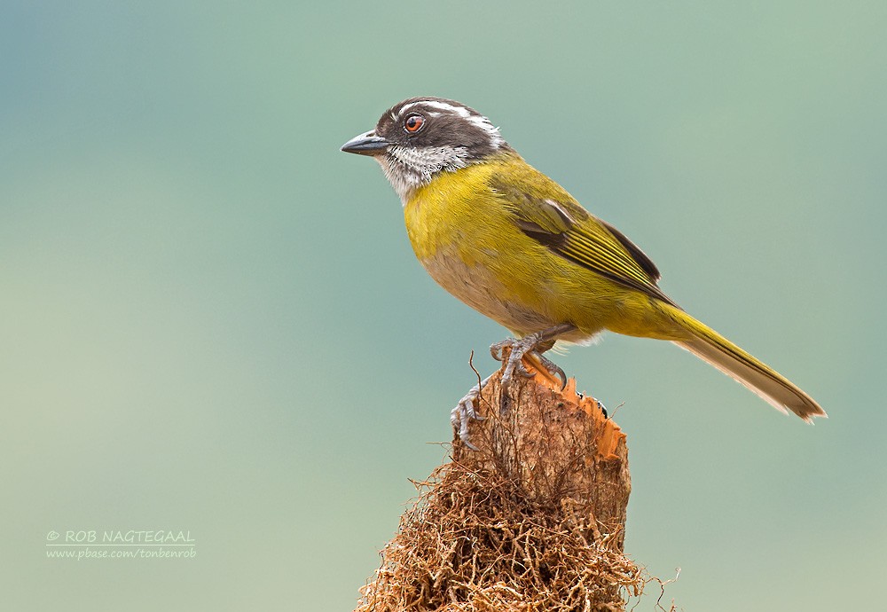 Sooty-capped Chlorospingus - ML622499721