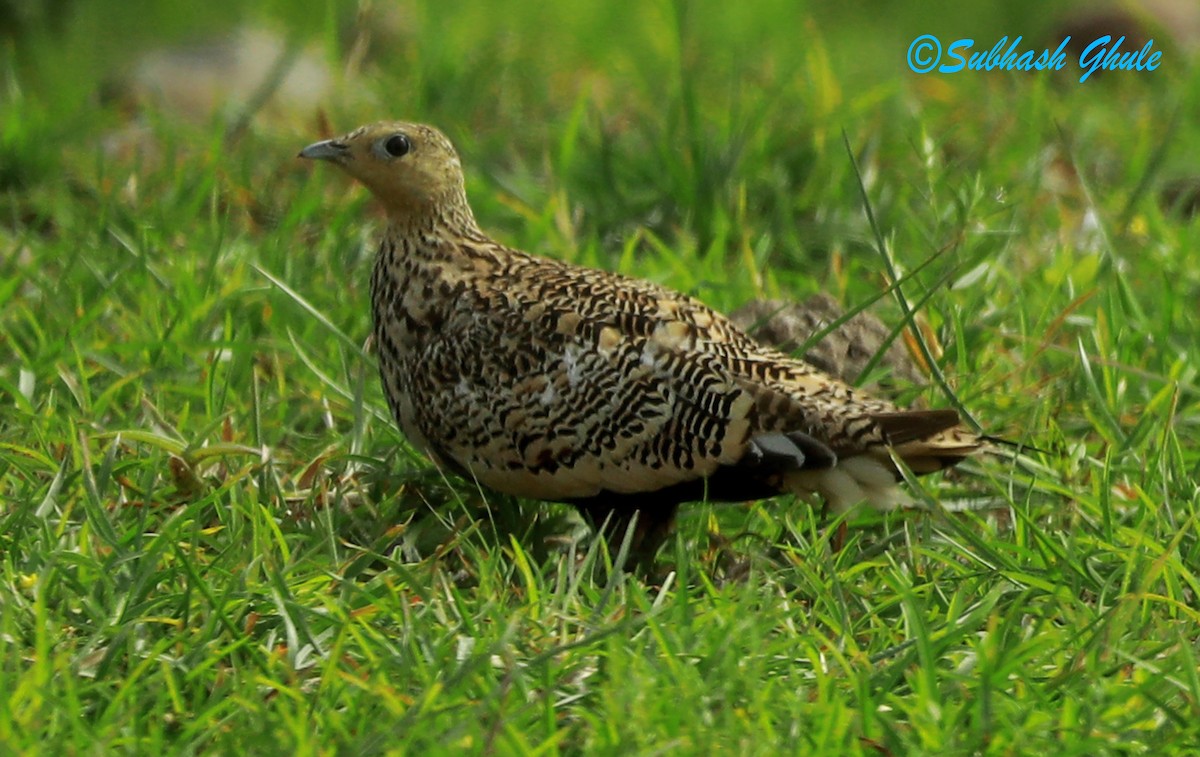 Chestnut-bellied Sandgrouse - SUBHASH GHULE