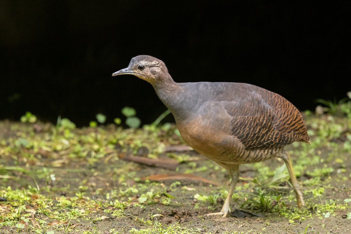 Yellow-legged Tinamou (noctivagus) - ML622499790