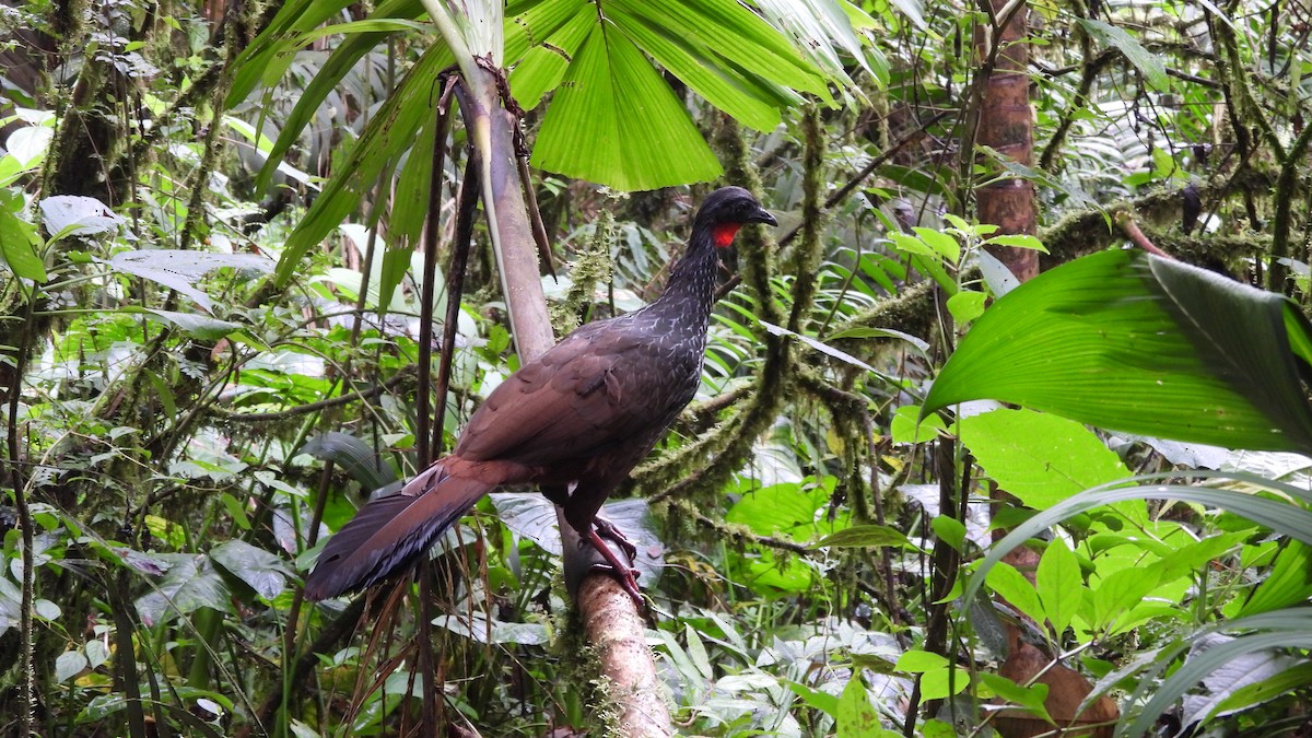 Cauca Guan - ML622499808