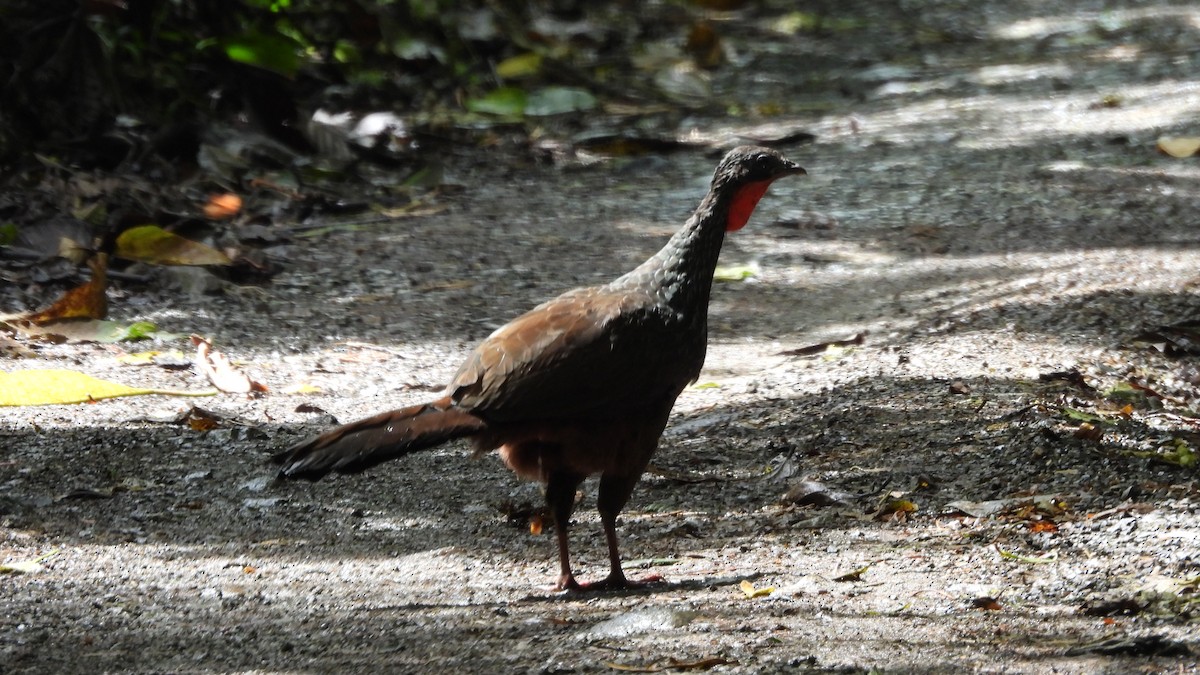 Cauca Guan - ML622499809