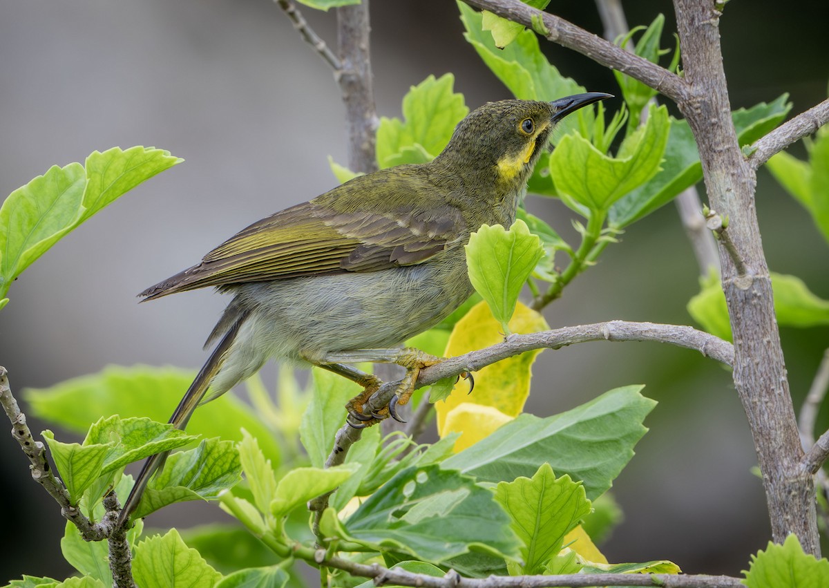 Eastern Wattled-Honeyeater - ML622499832