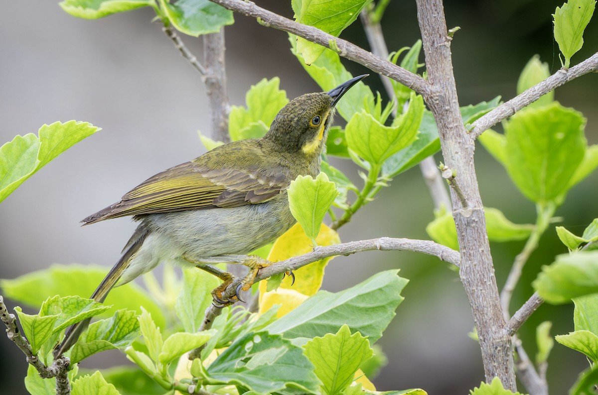 Eastern Wattled-Honeyeater - ML622499833