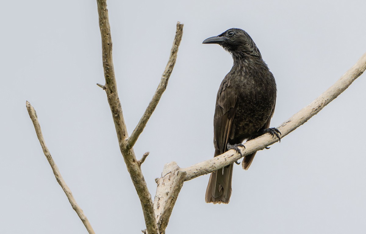 Samoan Starling - ML622499841