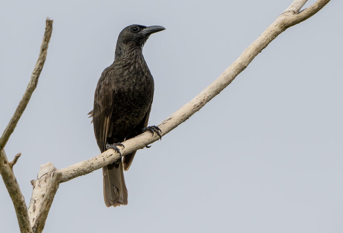 Samoan Starling - ML622499842