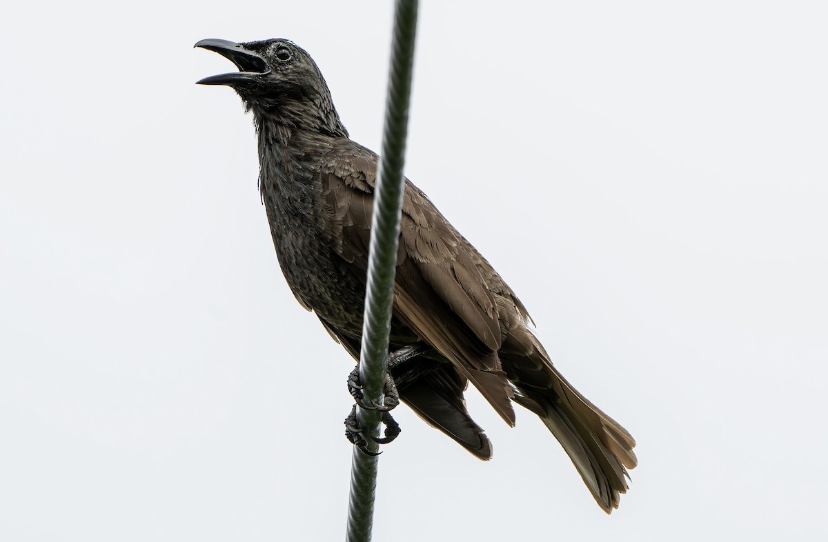 Samoan Starling - ML622499843