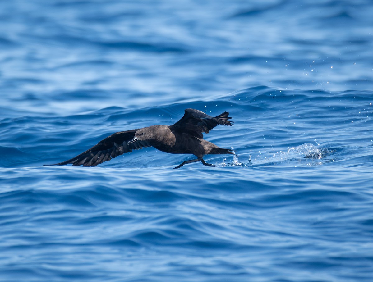 Christmas Shearwater - ML622499870