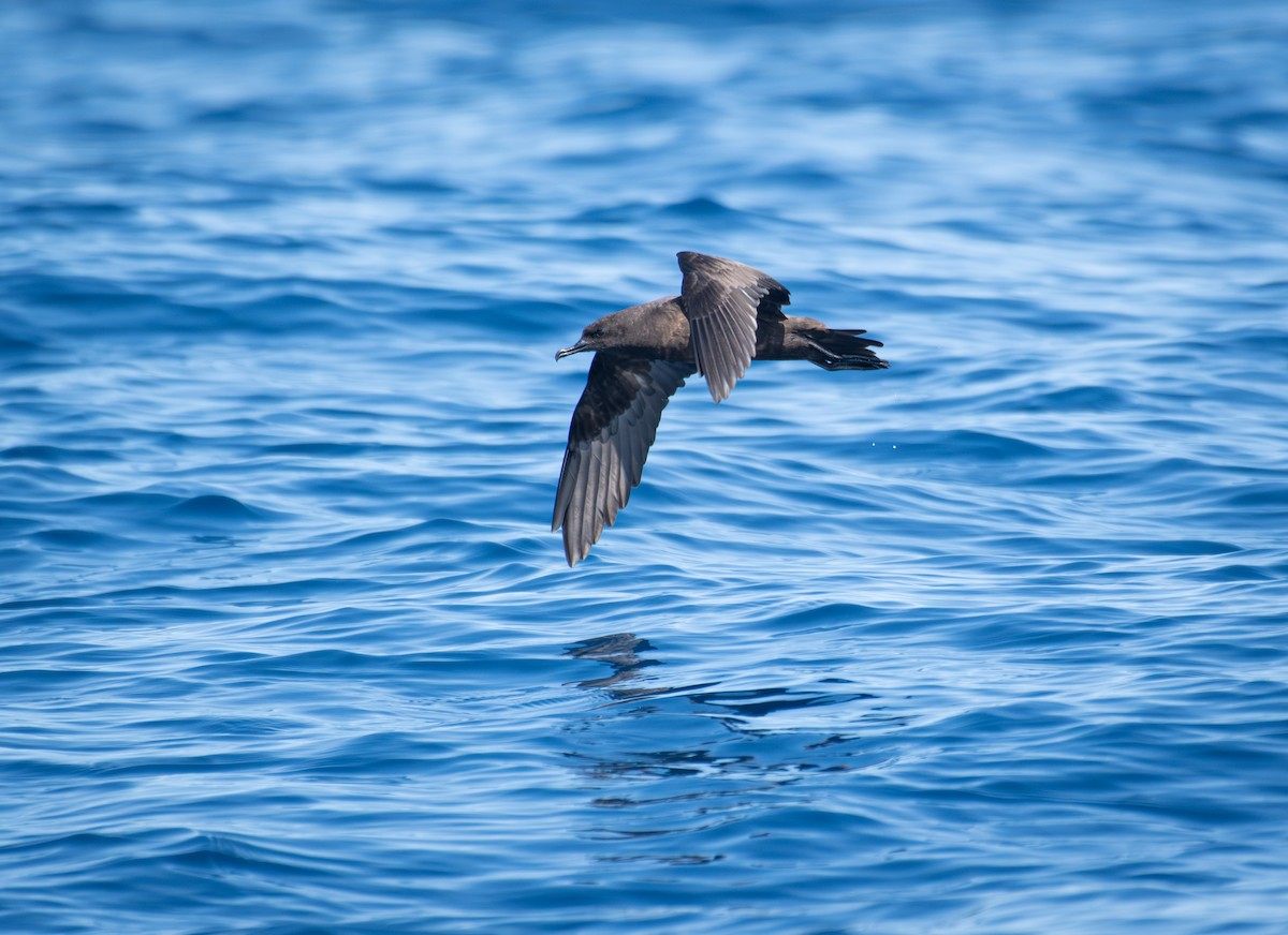 Christmas Shearwater - ML622499872