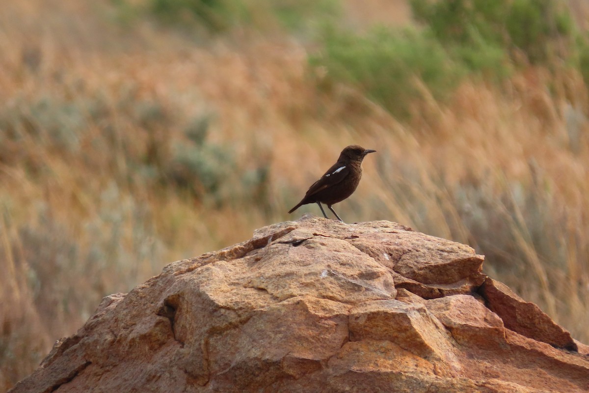 Southern Anteater-Chat - ML622499873