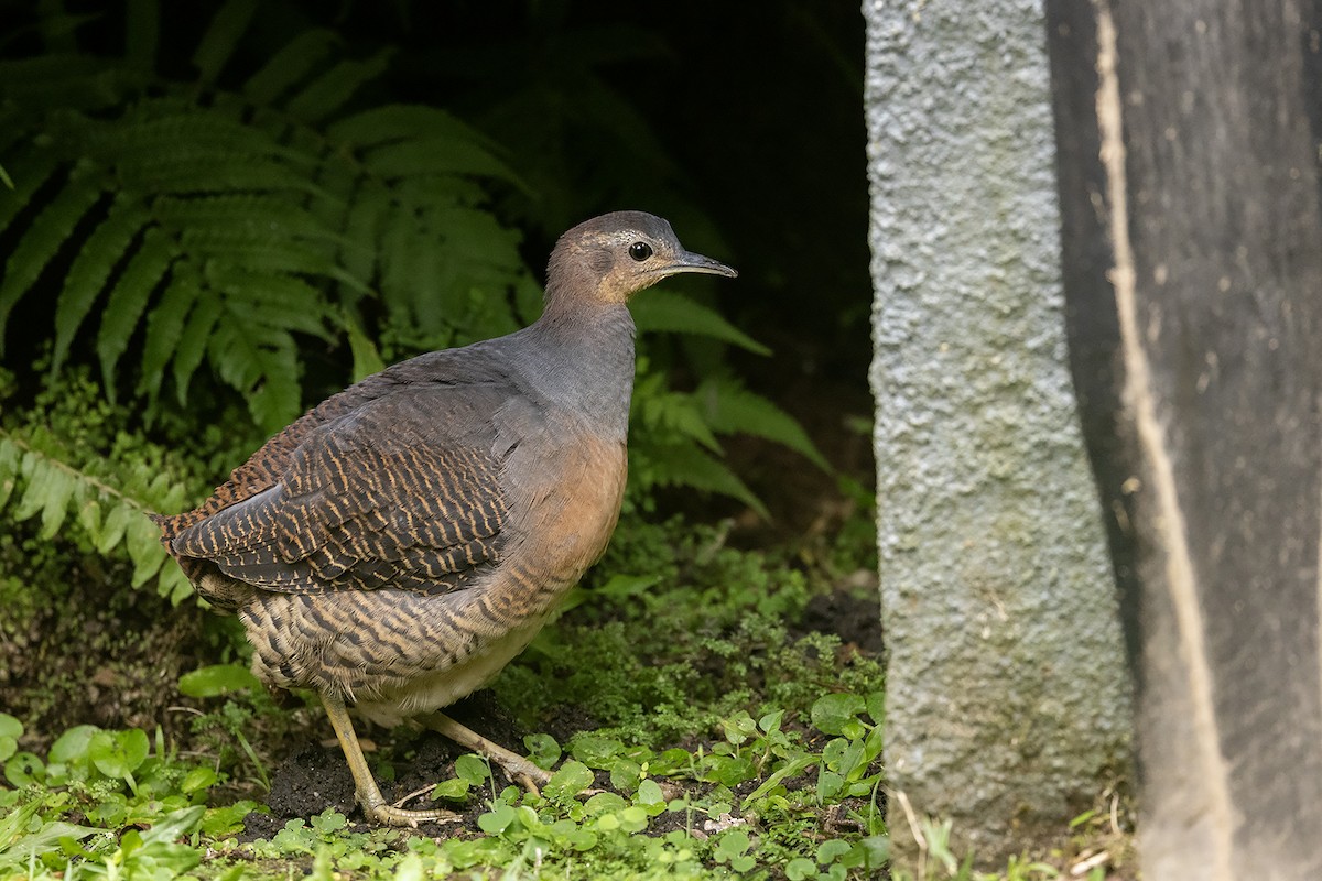 Yellow-legged Tinamou (noctivagus) - ML622499878