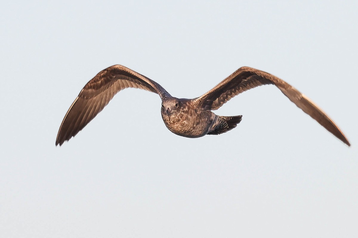 Gaviota Californiana - ML622499885