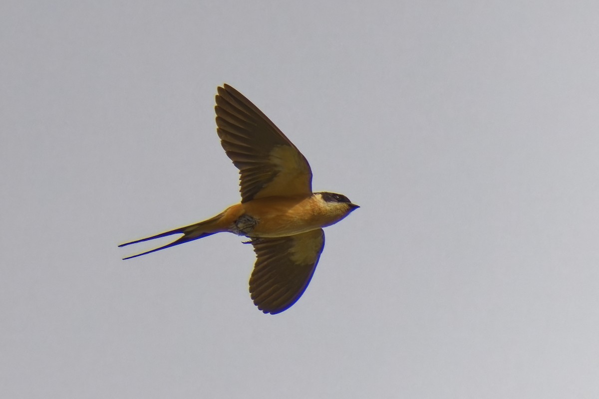 Rufous-chested Swallow - ML622499931