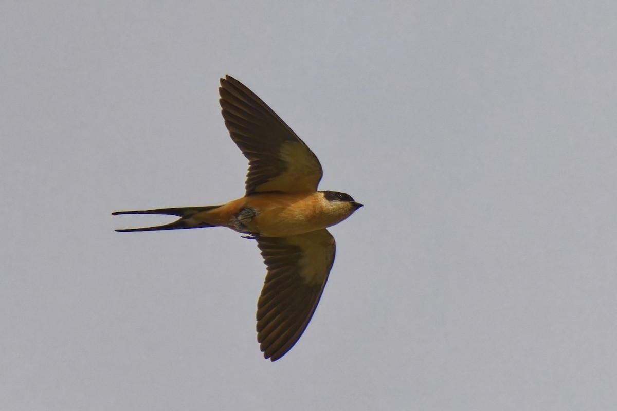 Rufous-chested Swallow - Holger Teichmann