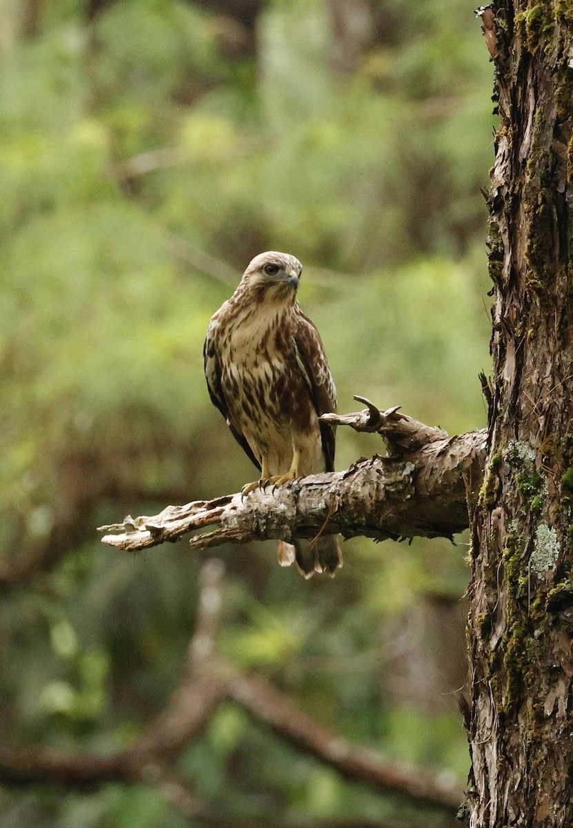 Eastern Buzzard - Mads Bajarias