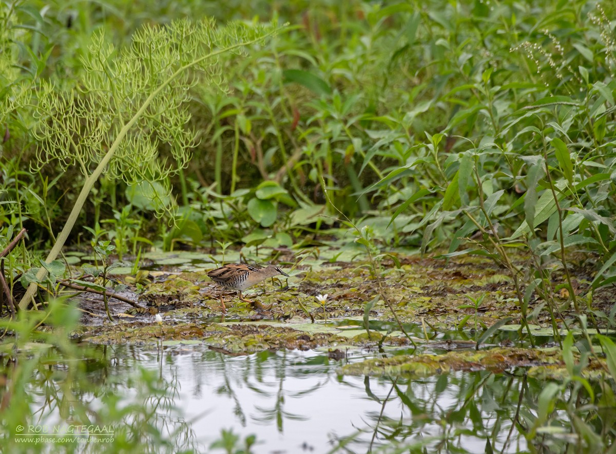 Yellow-breasted Crake - ML622499989