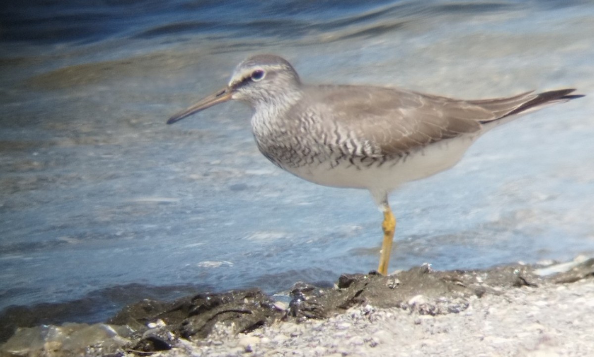 Gray-tailed Tattler - ML622499996
