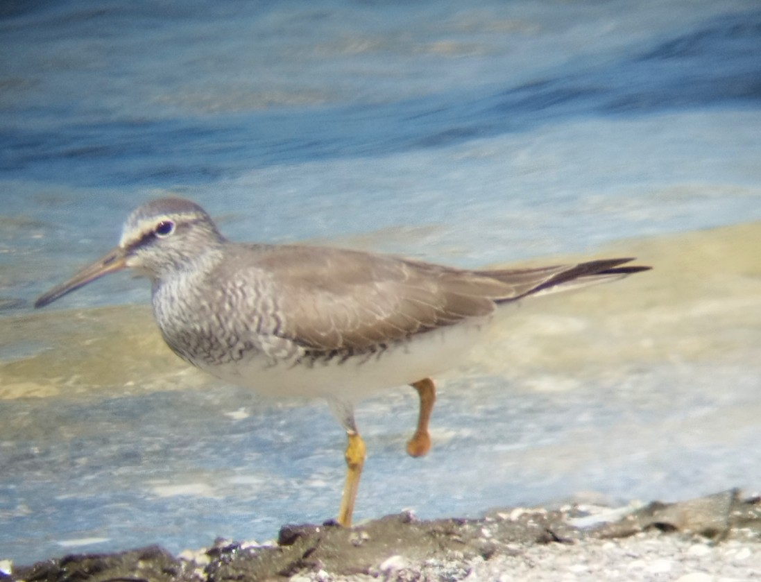 Gray-tailed Tattler - ML622500003
