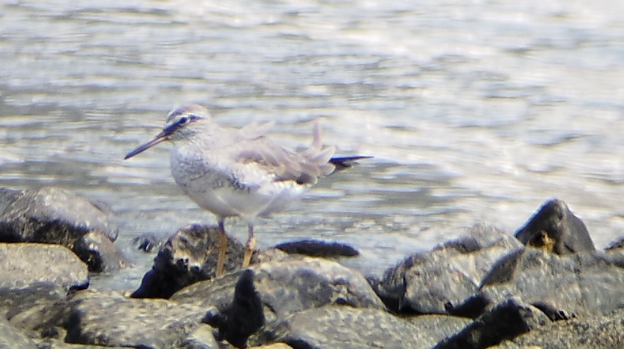 Gray-tailed Tattler - ML622500005