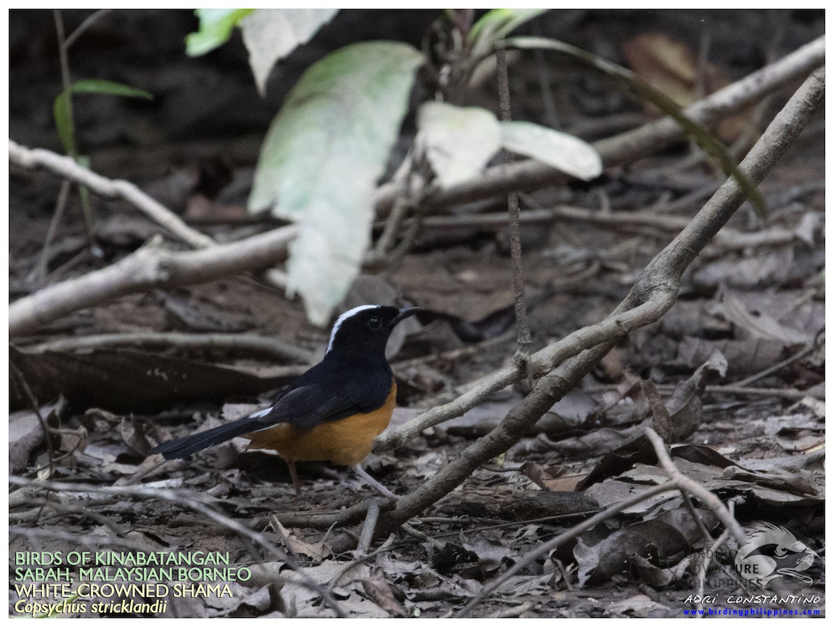 White-crowned Shama - ML622500008