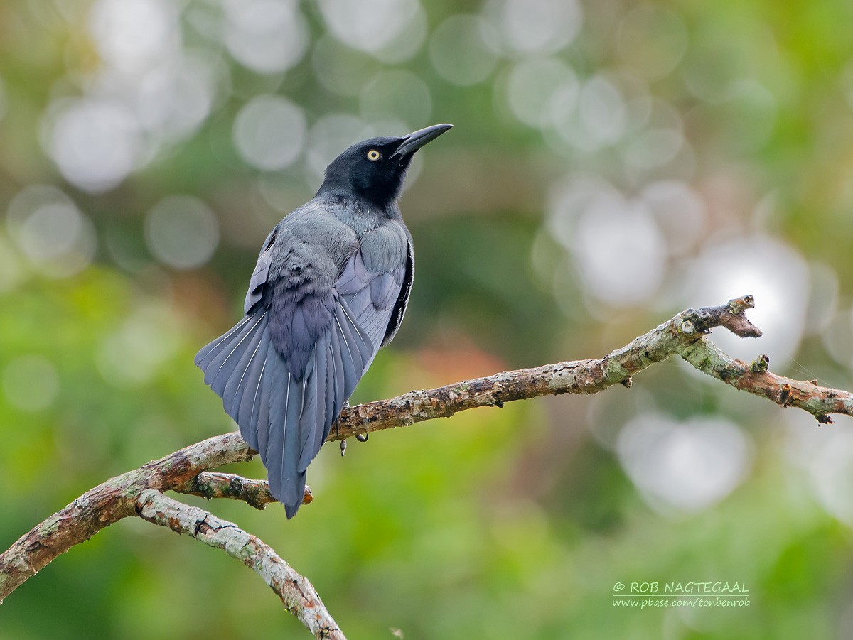 Nicaraguan Grackle - ML622500033