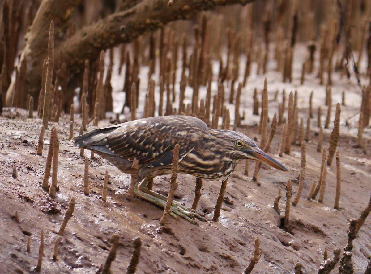 Striated Heron - Mathieu MAHAMOUD ISSA