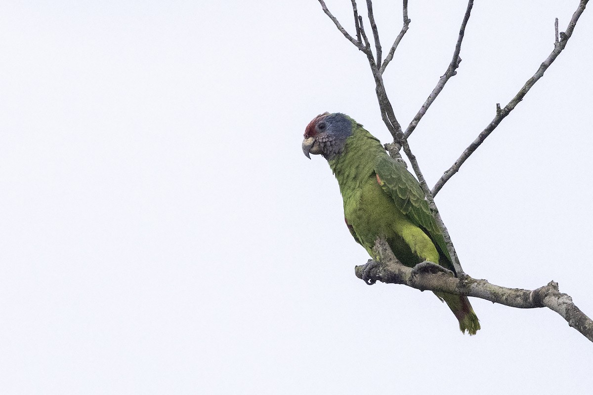 Red-tailed Parrot - ML622500050