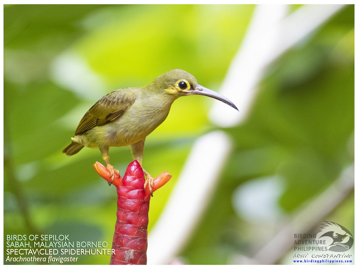 Spectacled Spiderhunter - ML622500064