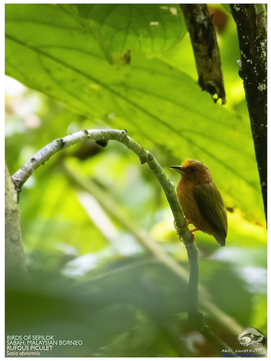 Rufous Piculet - Adrian Constantino