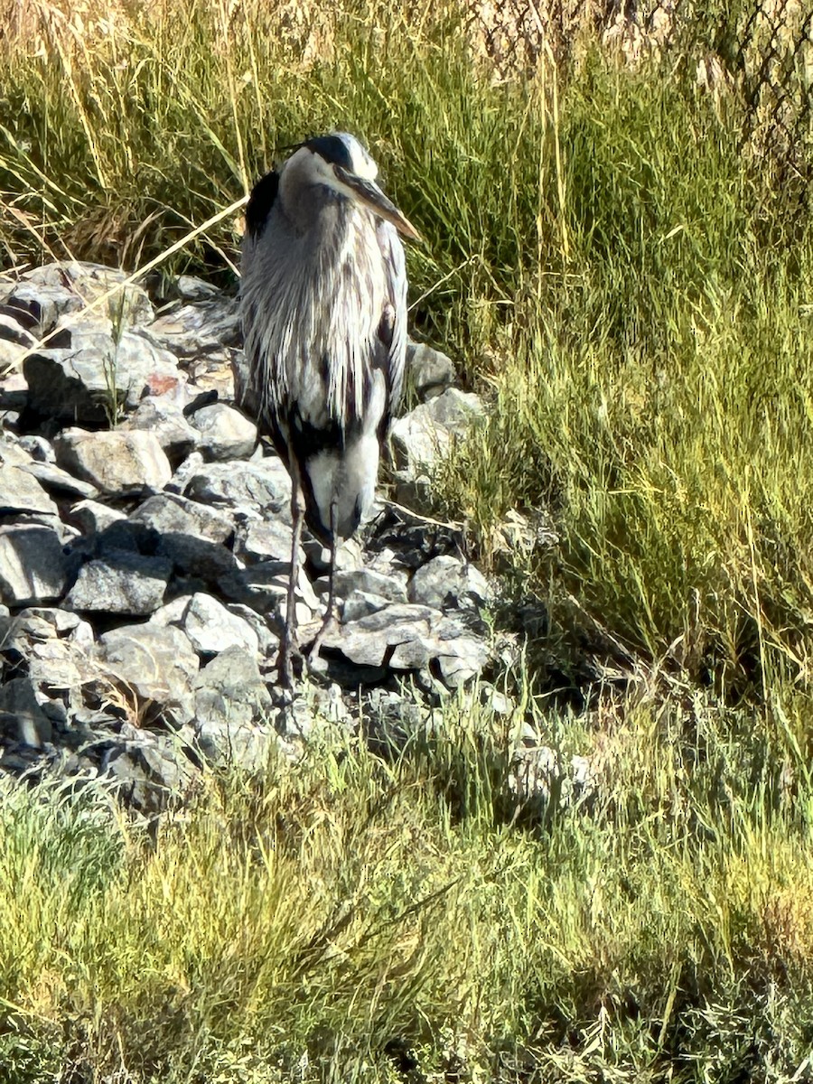 Great Blue Heron - Susan Whittington